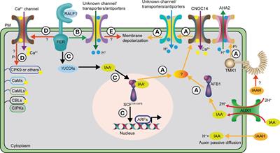 How plants cope with fast primary root elongation inhibition